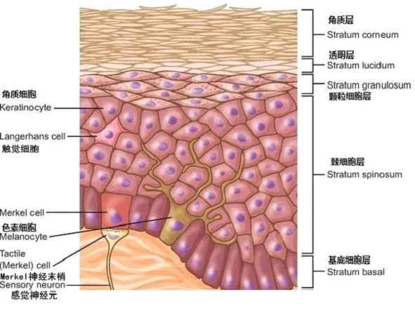 孚美达乳膏是如何淡化皮肤色素的？